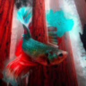 Meet your Posher, Dylan